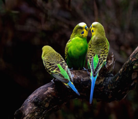 gli esami più utilizzati nella visita clinica degli uccelli