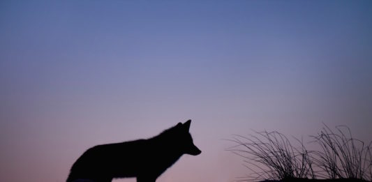 Mammalnet, un’App per raccogliere dati sui mammiferi selvatici in Europa mammalnet