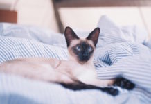 pica-nel-gatto