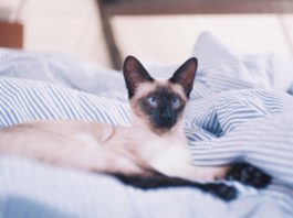 pica-nel-gatto