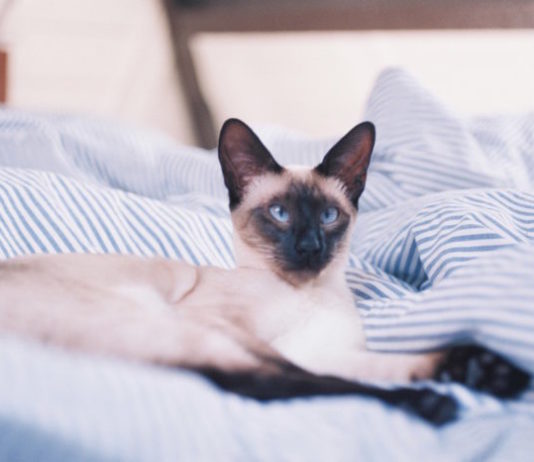 pica-nel-gatto