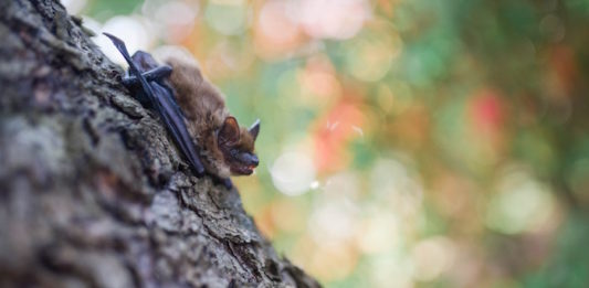 Pipistrelli a rischio: prima segnalazione in Italia del fungo assassino pipistrelli