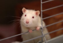 ratto domestico