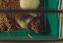 ratto domestico