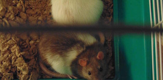 Ratto domestico, animale sempre più allevato e detenuto come pet ratto domestico