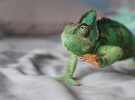 rettili e le ustioni