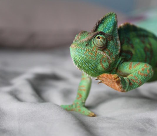 rettili e le ustioni