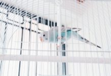 riproduzione delle cocorite