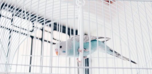 Riproduzione delle cocorite: tutto quello che c’è da sapere riproduzione delle cocorite