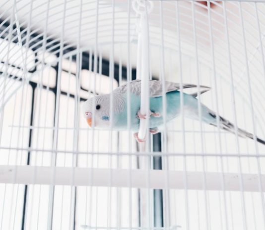 riproduzione delle cocorite