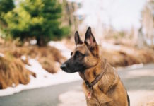 sniffer dogs per la ricerca di animali