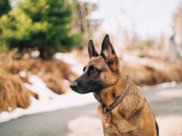 sniffer dogs per la ricerca di animali