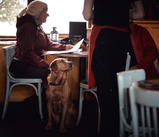 BETTER CITIES FOR PETS