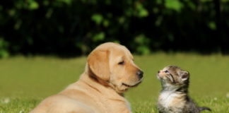 arriva un cucciolo