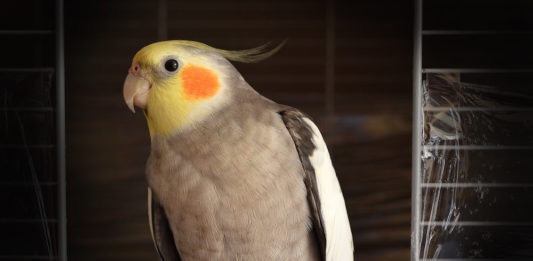 calopsitta polyomavirus pappagalli