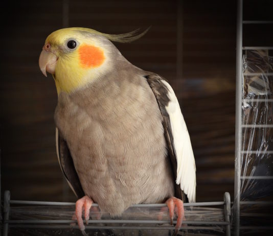 calopsitta polyomavirus pappagalli