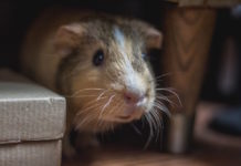 come accorgersi se la nostra cavia sta male