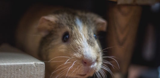 come accorgersi se la nostra cavia sta male