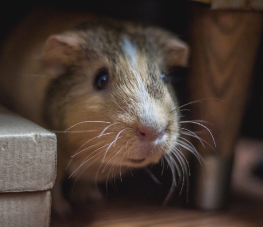 come accorgersi se la nostra cavia sta male
