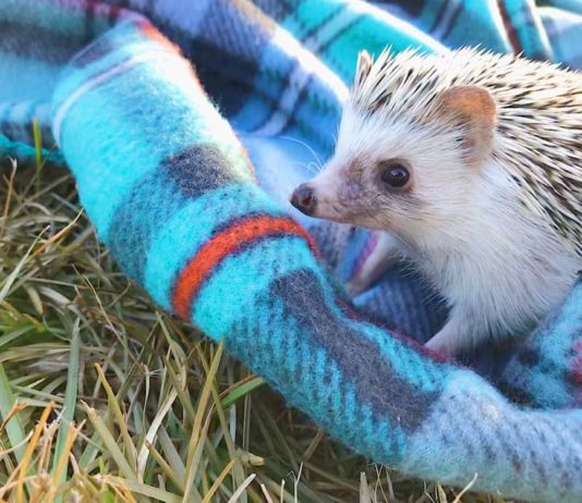 Come prendere in mano un riccio? Ecco qualche consiglio! come prendere in mano un riccio