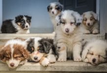 commercio illegale di pet