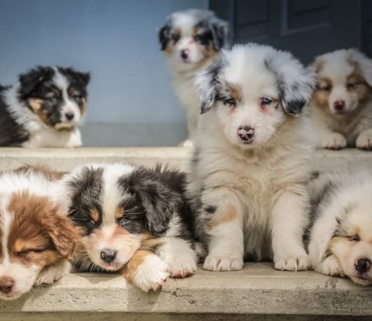 commercio illegale di pet