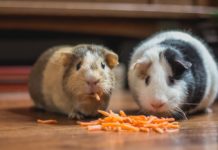 denti della cavia