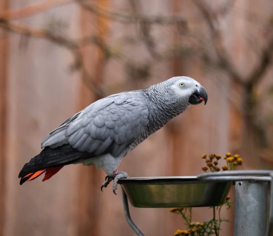 dieta ideale per un pappagallo cinerino