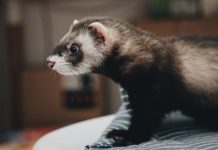 famiglia dei mustelidi