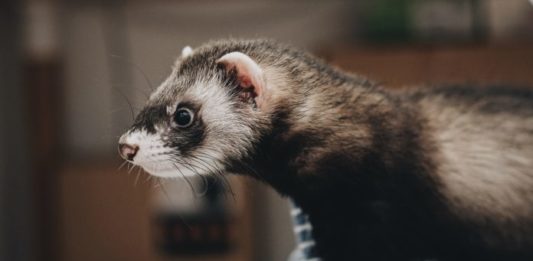 famiglia dei mustelidi