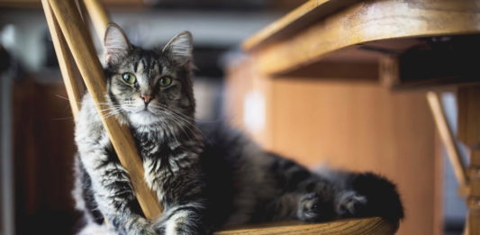 i gatti si rivolgono alluomo