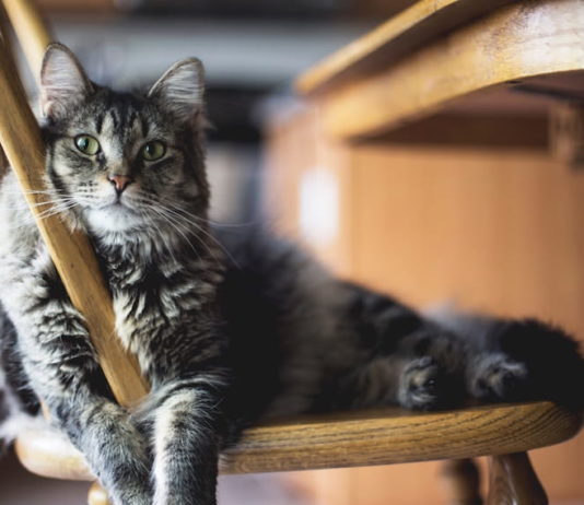 I gatti si rivolgono all’uomo quando si trovano in difficoltà? i gatti si rivolgono alluomo
