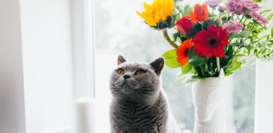 Il gatto, uno degli animali domestici più diffusi e amati nel mondo