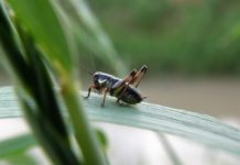 il grillo come animale domestico