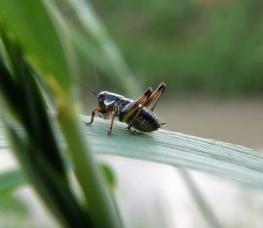il grillo come animale domestico
