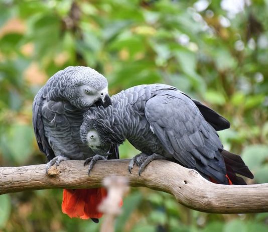 il pappagallo cinerino