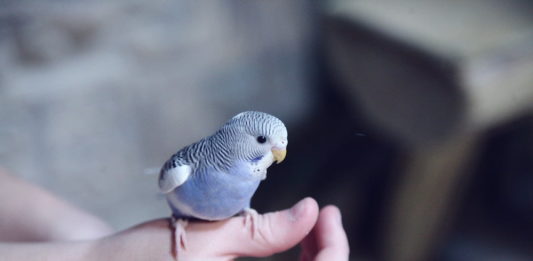 integratori di sali minerali per gli uccelli