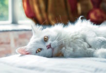 lettiera per gatti