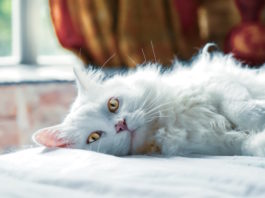 lettiera per gatti