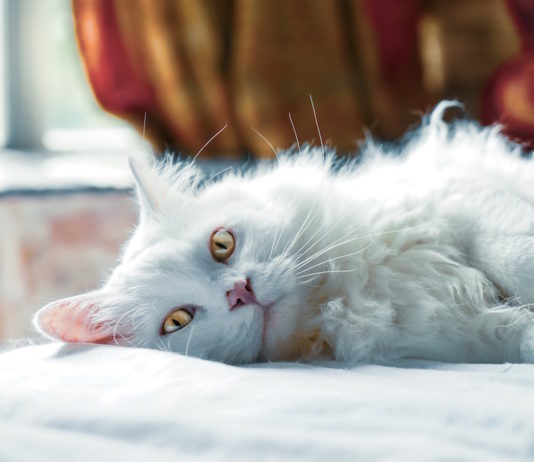In arrivo la lettiera per gatti che monitora la salute dell’animale lettiera per gatti