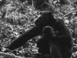Il lutto delle madri e il dolore per la perdita del proprio cucciolo lutto delle madri