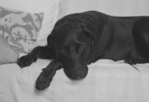 lutto negli animali domestici