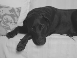 Lutto negli animali domestici: opinione pubblica e comportamento etologico lutto negli animali domestici