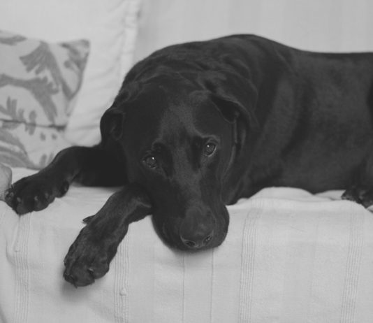 lutto negli animali domestici