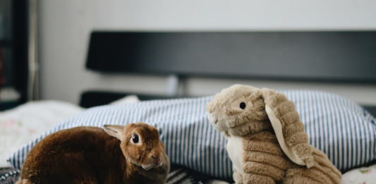 malocclusione dentale nel coniglio