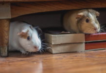 malocclusione dentale nella cavia