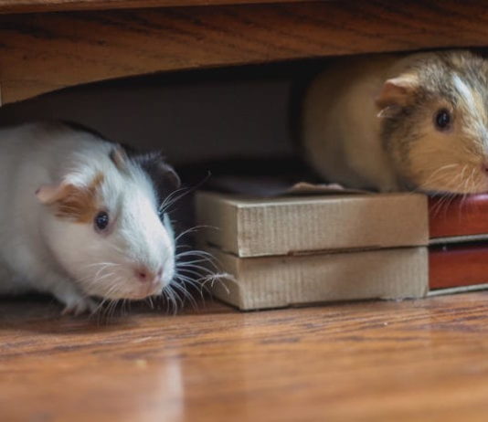 malocclusione dentale nella cavia