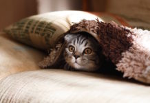 miagolio del gatto
