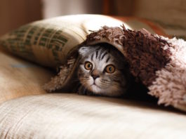 miagolio del gatto