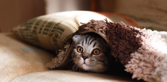 miagolio del gatto